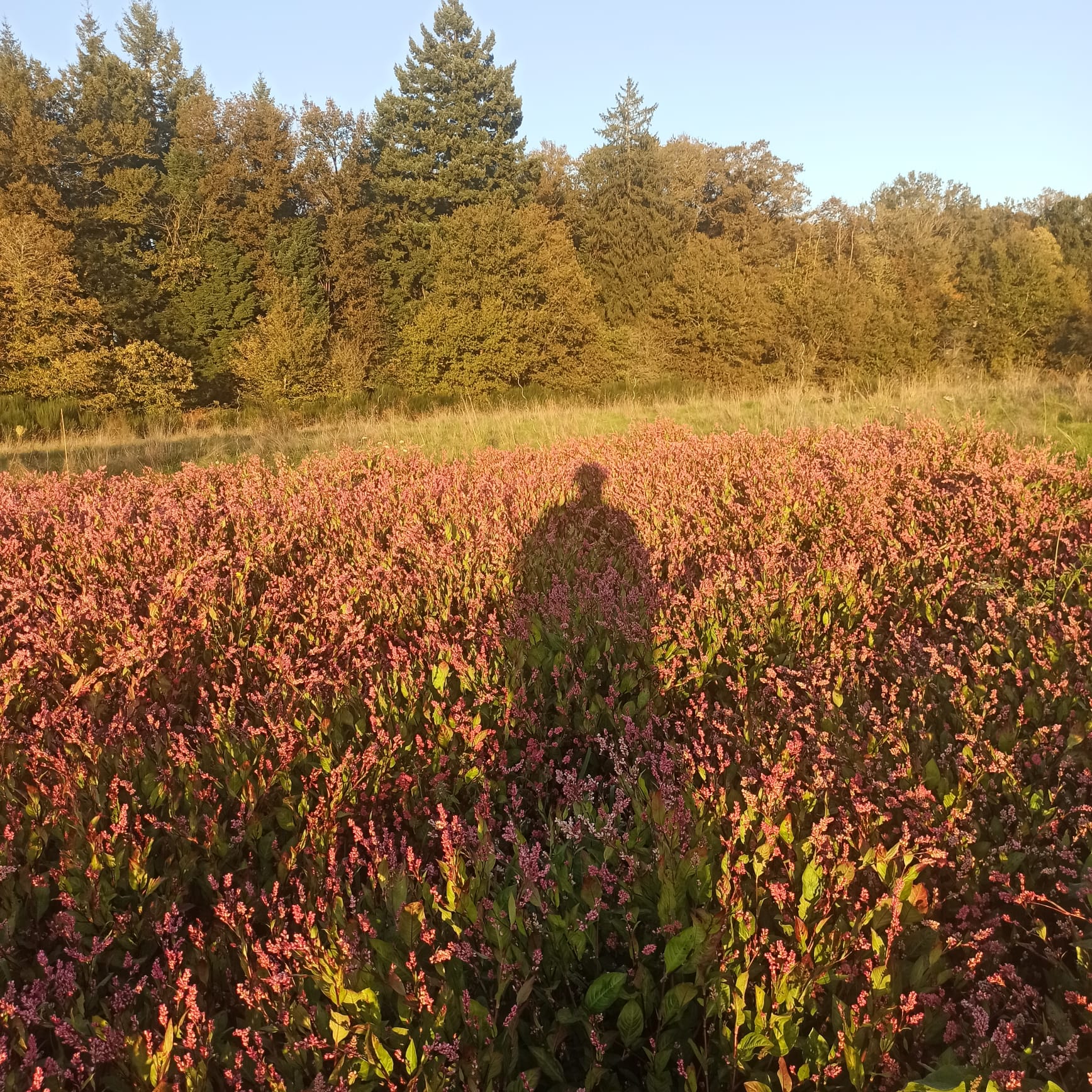 le jardin chromatique ferme plantes tinctoriales dordogne