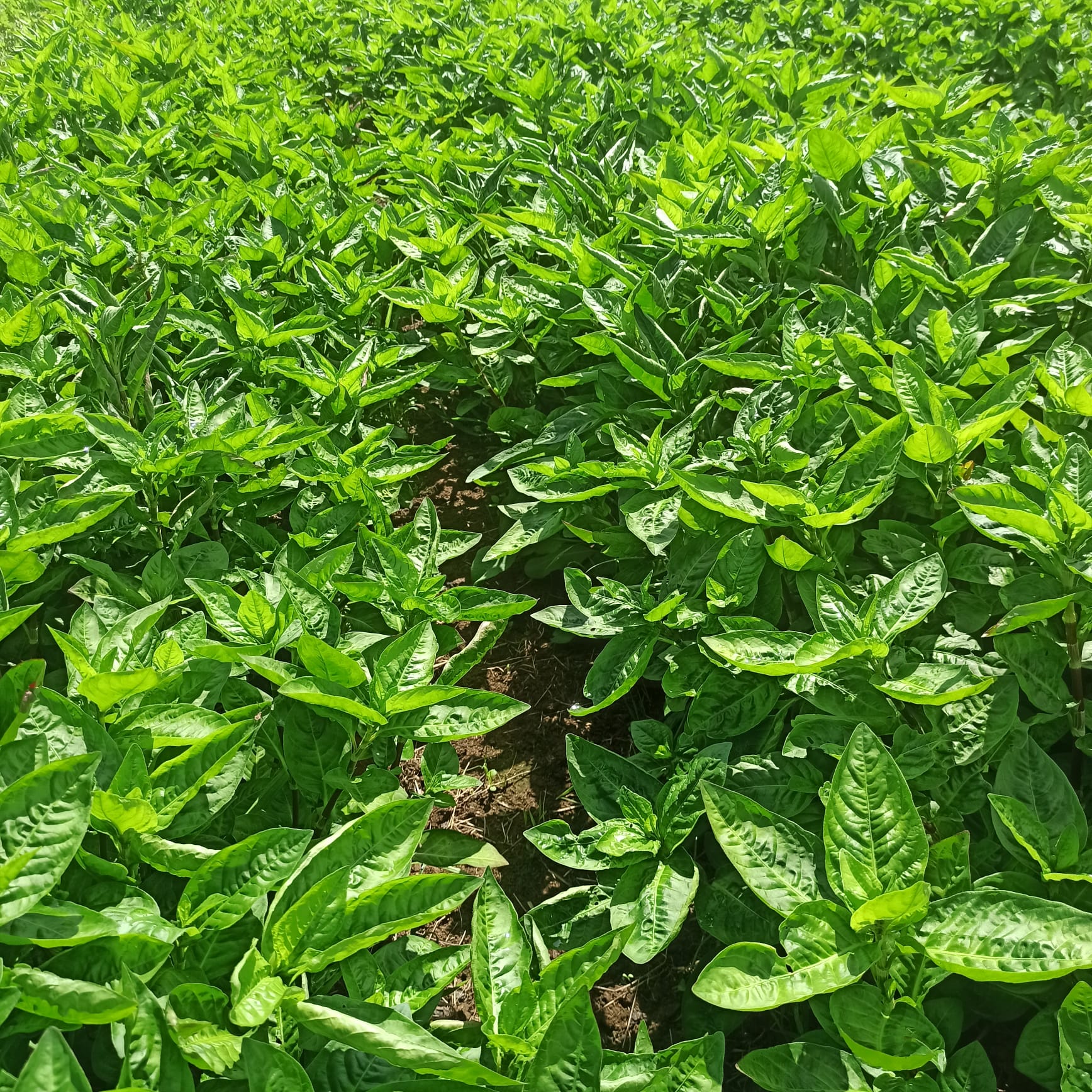 le jardin chromatique producteur persicaire a indigo